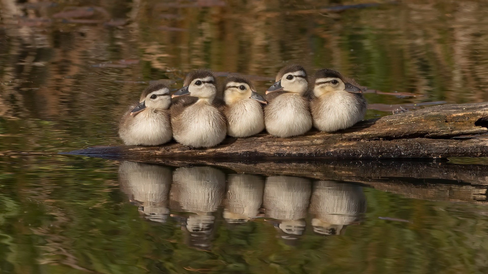 _骑士队多点开花,落实团队篮球_,骑士队的队员名单名字