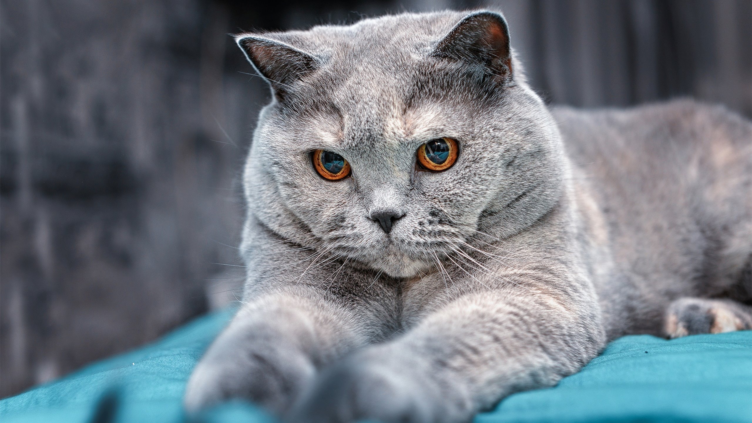 九游app下载中心-德国马术协会与非洲马术协会开展技术援助项目，提升当地水平。