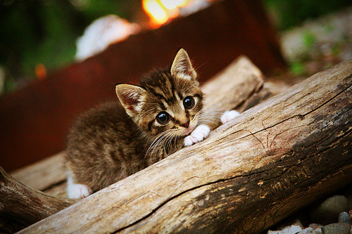 德国马术协会与非洲马术协会开展技术援助项目,提升当地水平。