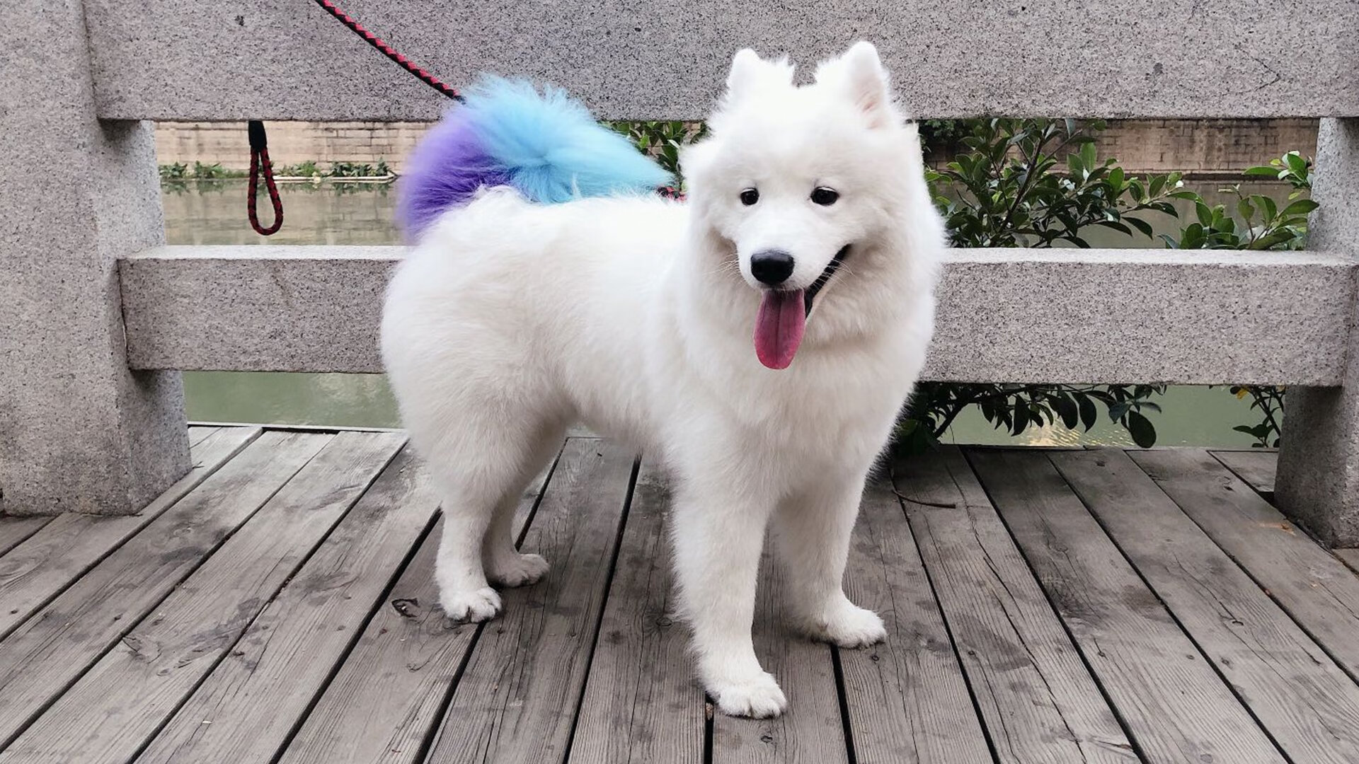 九游网-意甲：国际米兰1-0小胜弗罗伦萨，卢卡库点射破门，国际米兰佛罗伦萨比分预测