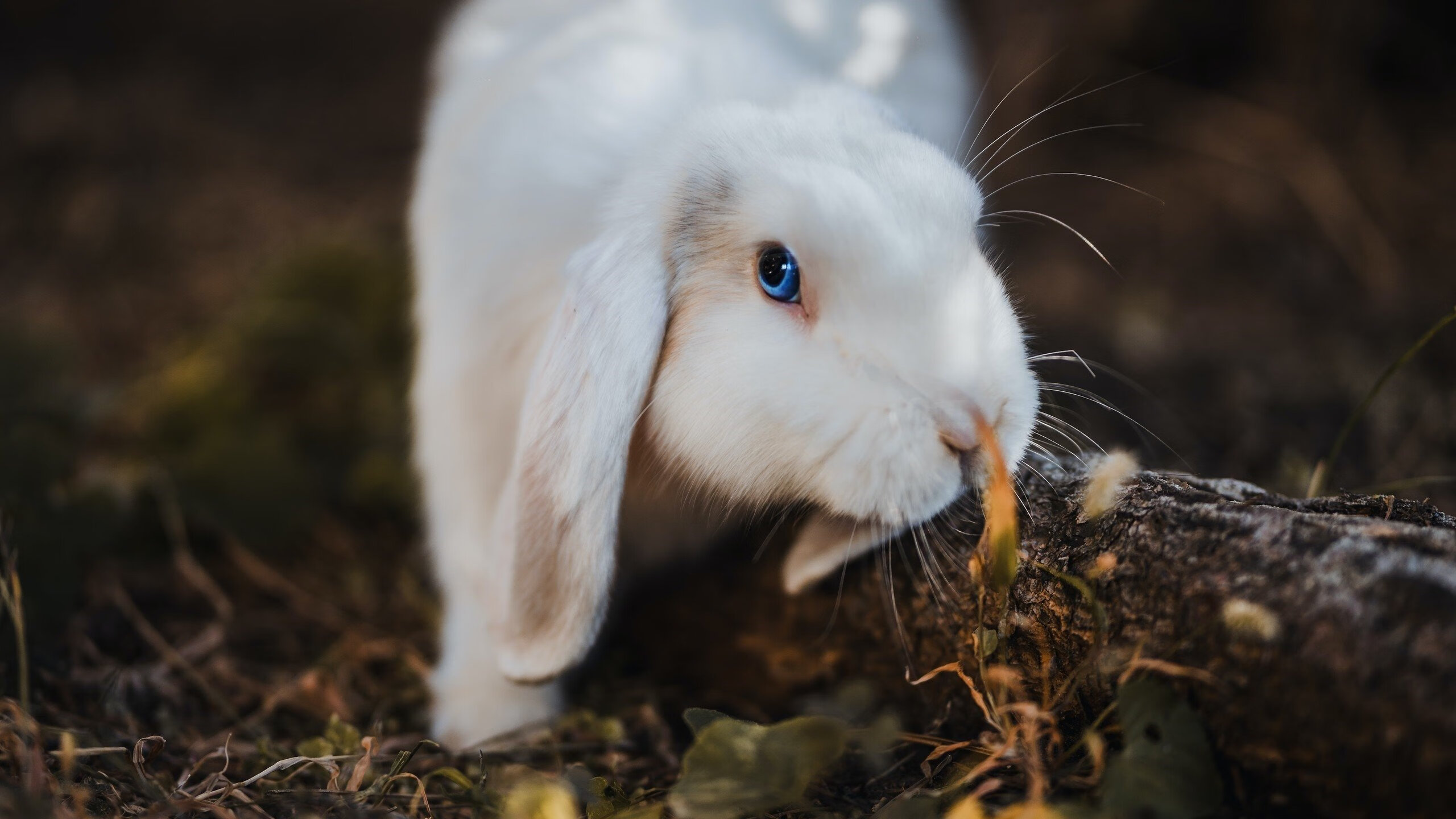 西班牙马术代表队引入先进的马匹护理技术,提升马匹健康水平。