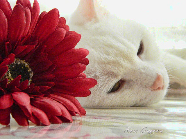 逆转奇迹:哪些球队成功实现逆袭,燃爆赛场?,2021逆转