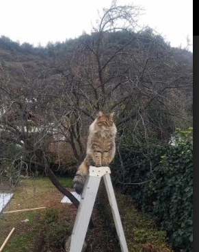 体育竞技场面精彩绝伦，精彩不断，描写体育竞技场面的片段