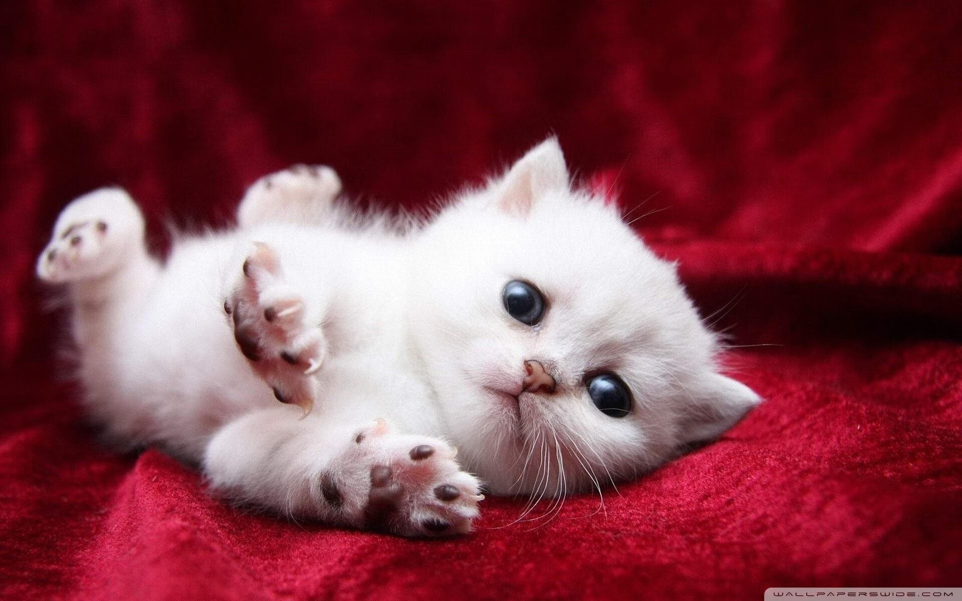 伯恩利客场不敌桑德兰,遭遇反弹迎头痛击,伯恩利主帅