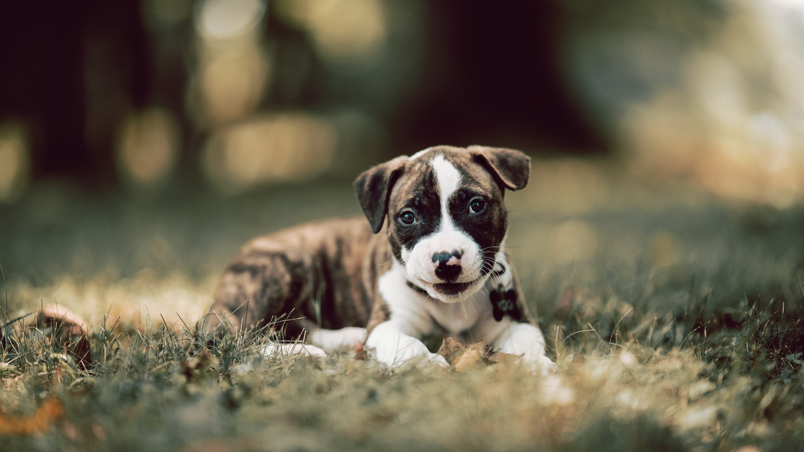 九游下载安装-墨西哥男足在巴黎奥运会比赛中以3-0战胜美国，墨西哥男足奥运赛程