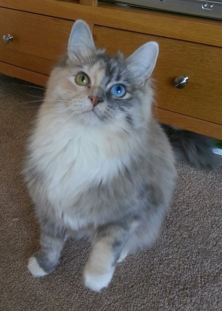 字母哥带伤出战依旧砍下高分,字母哥伤势最新情况