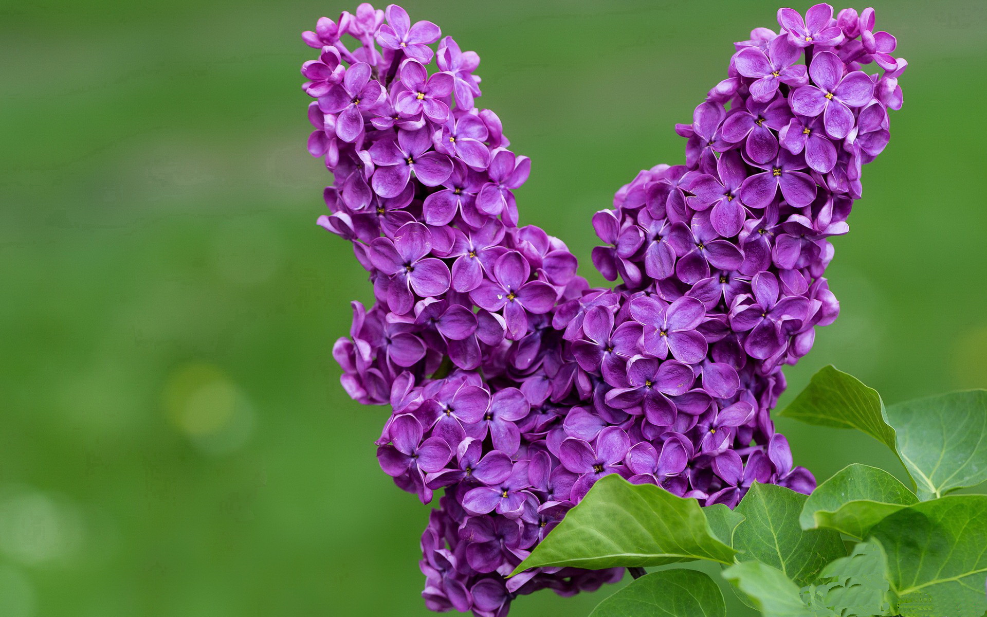 巴黎圣日耳曼轻松连胜,夺冠奖杯来者居上,巴黎圣日耳曼夺冠庆典