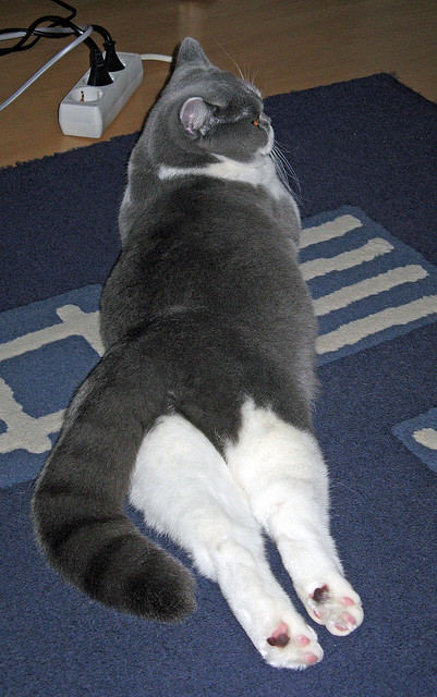 九游登录入口-新疆飞虎团队协作助力关键胜利，新疆飞虎队官网