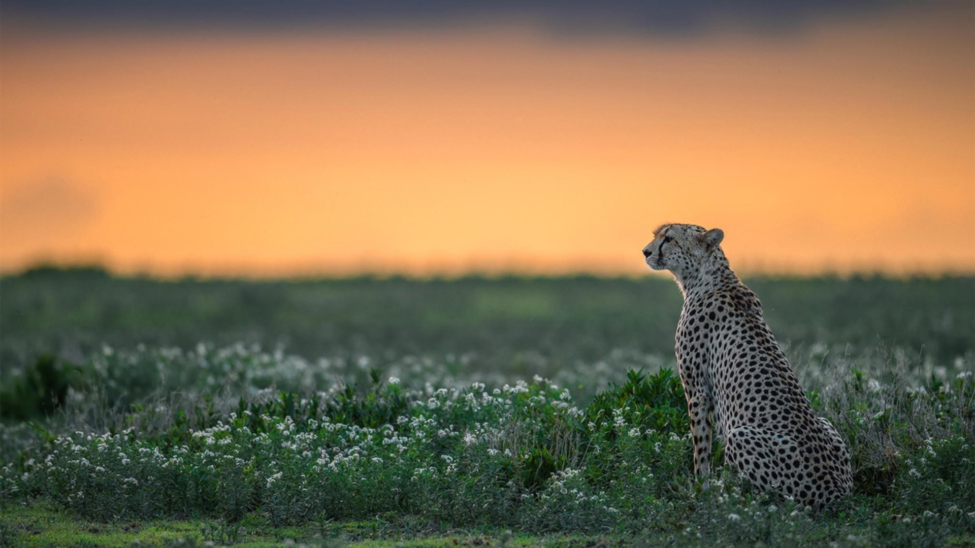 沙尔克球员努力奋战,最终战胜强敌,沙尔克球队怎么样