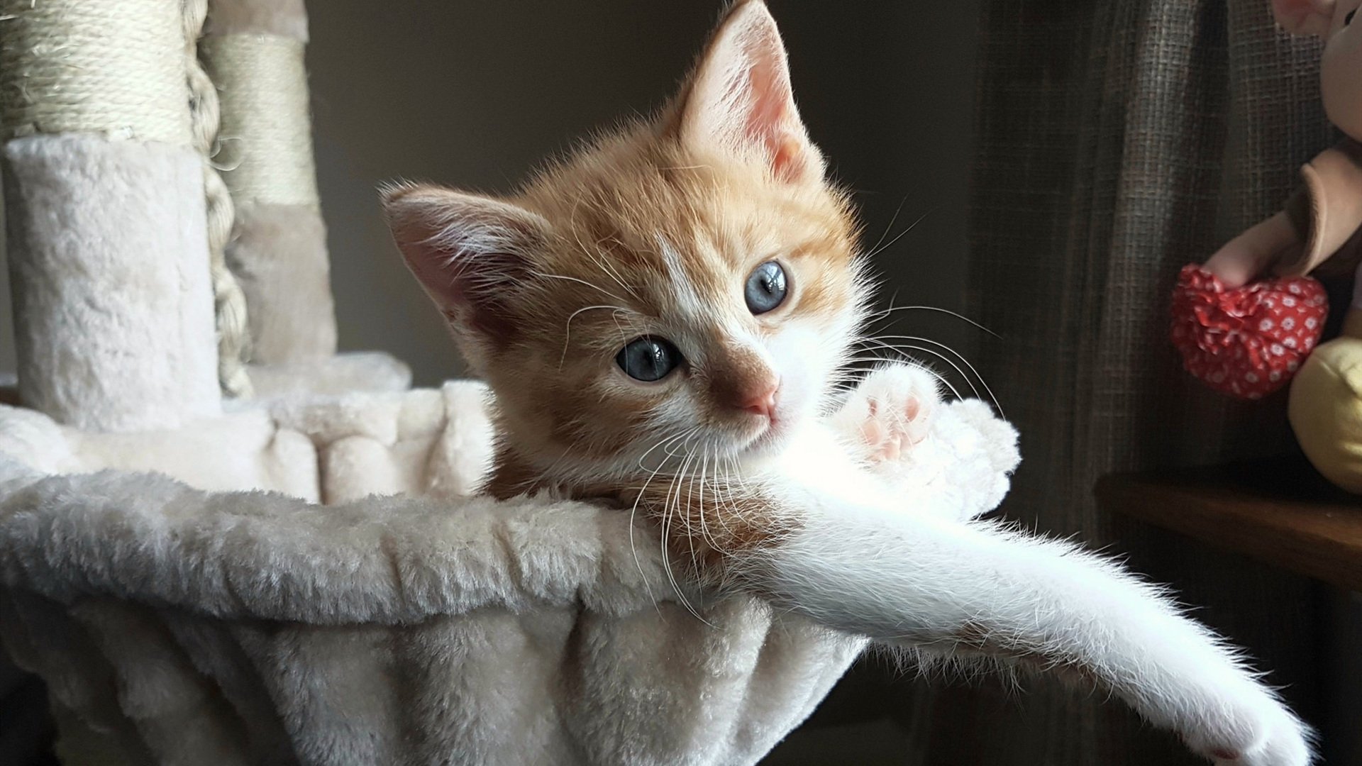 独立队连续获得积分,独立连第一小分队