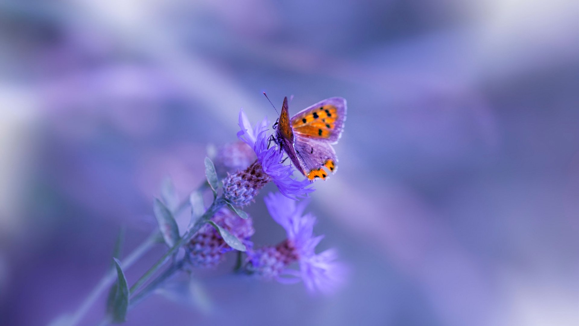 九游网页版官网-意甲赛季中期战术板调整对胜率的关键作用，意甲技术统计