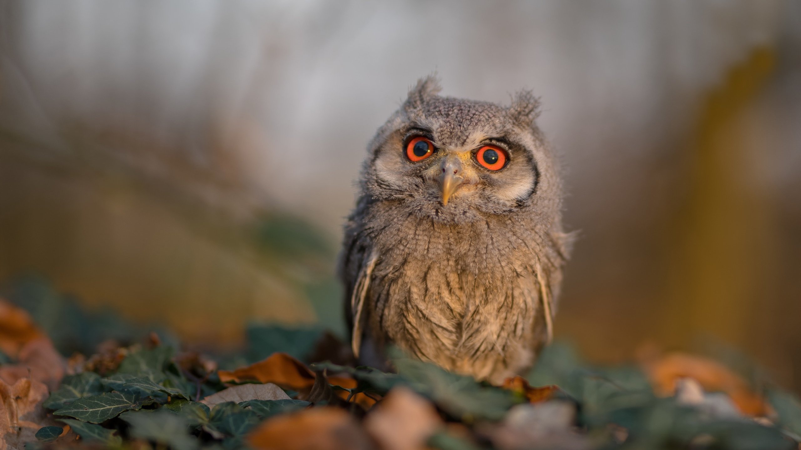 九游-基层足球发展资金短缺问题，基层足球发展资金短缺问题有哪些