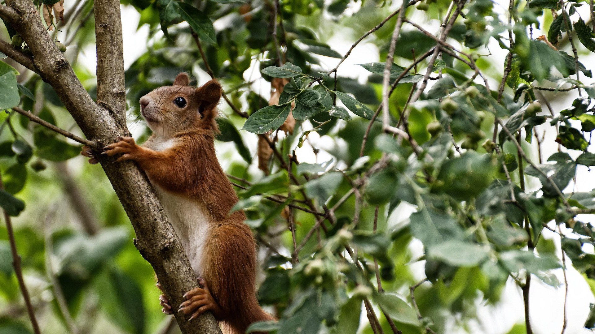 广东队在关键时刻打出一波流掌控比赛,广东队打法