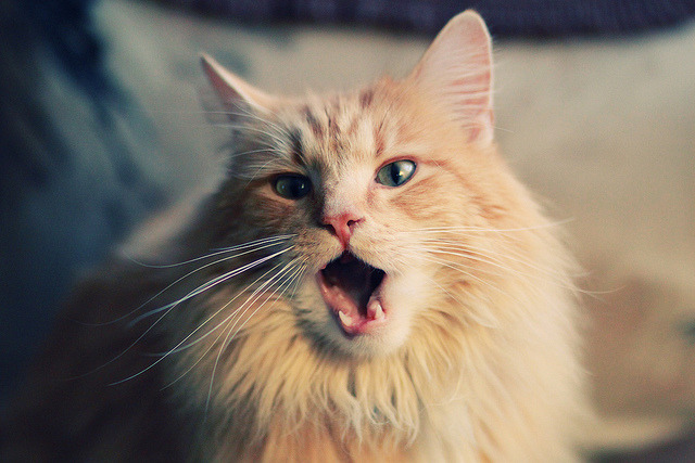 九游app官网下载-恩波利快速传控打法打乱对方布置，恩波利vs博洛尼亚比分结果