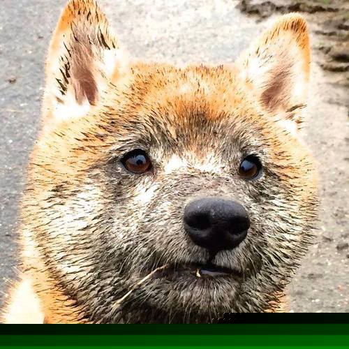 海湾者球队战术灵活多变,适应性强,海湾球场在哪