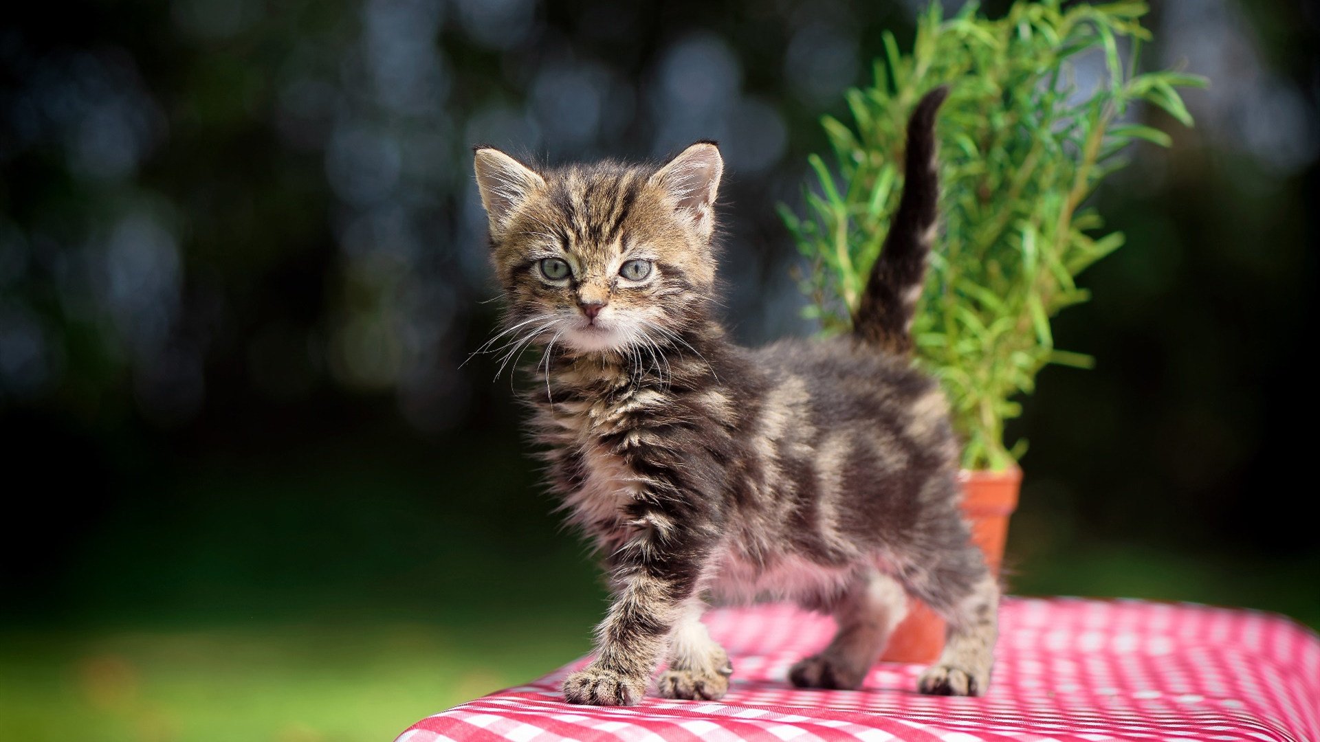 JIU YOU GAME-节奏混乱是否会影响球队核心球员判断，节奏感差会导致什么后果