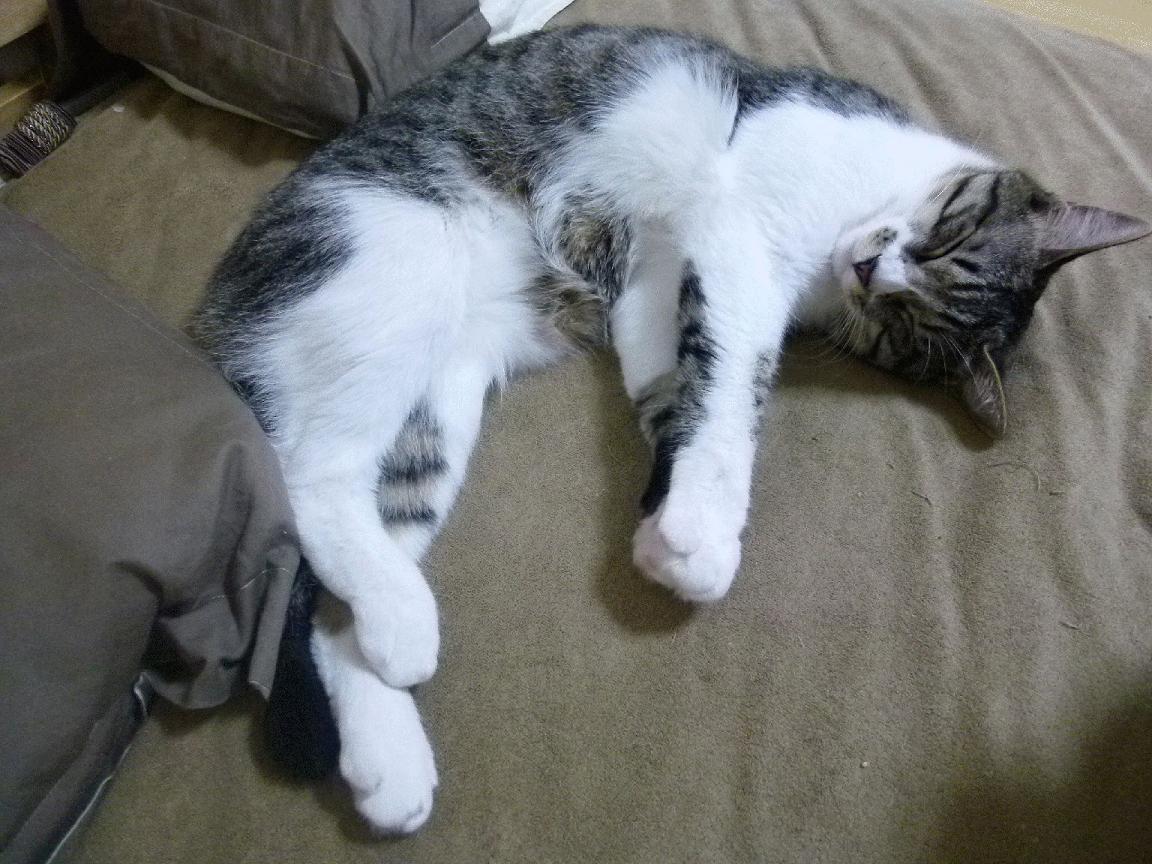 JIU YOU GAME-丁俊晖训练中专注度高展现老将风采，丁俊晖日常训练