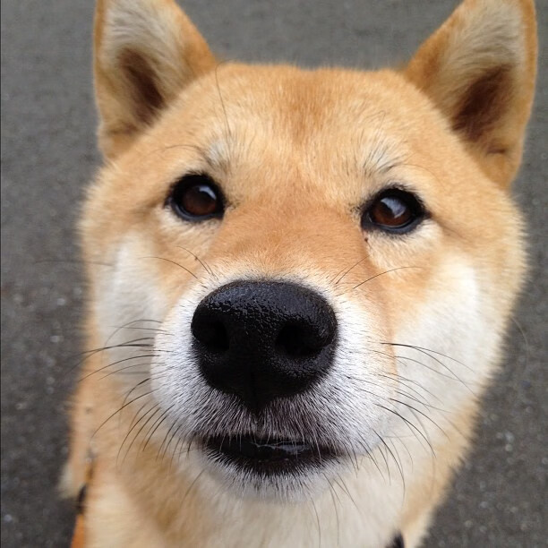 中甲联赛球队管理趋于扁平化提升内部沟通效率,中甲球队价值