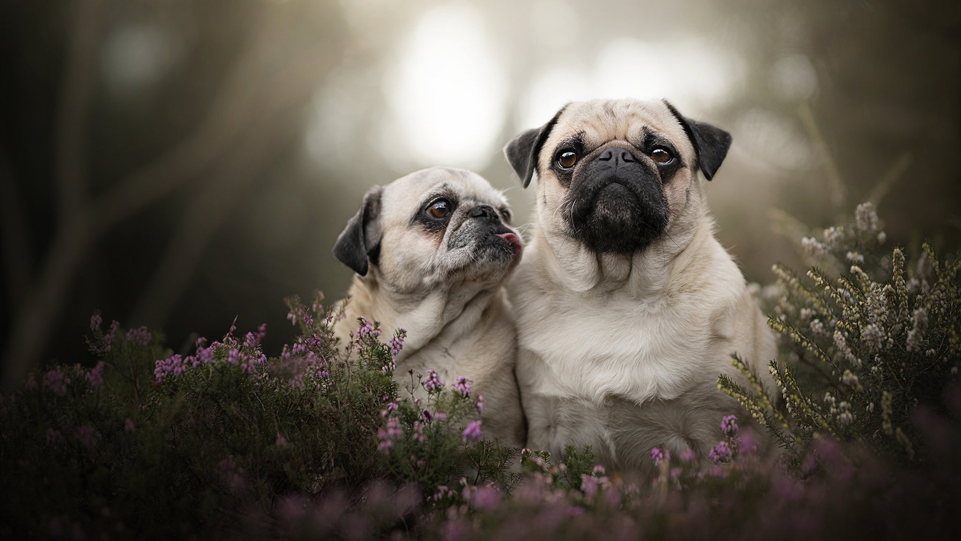 法甲绝美远射：瞬间技巧引爆全场，法甲射手榜梅西