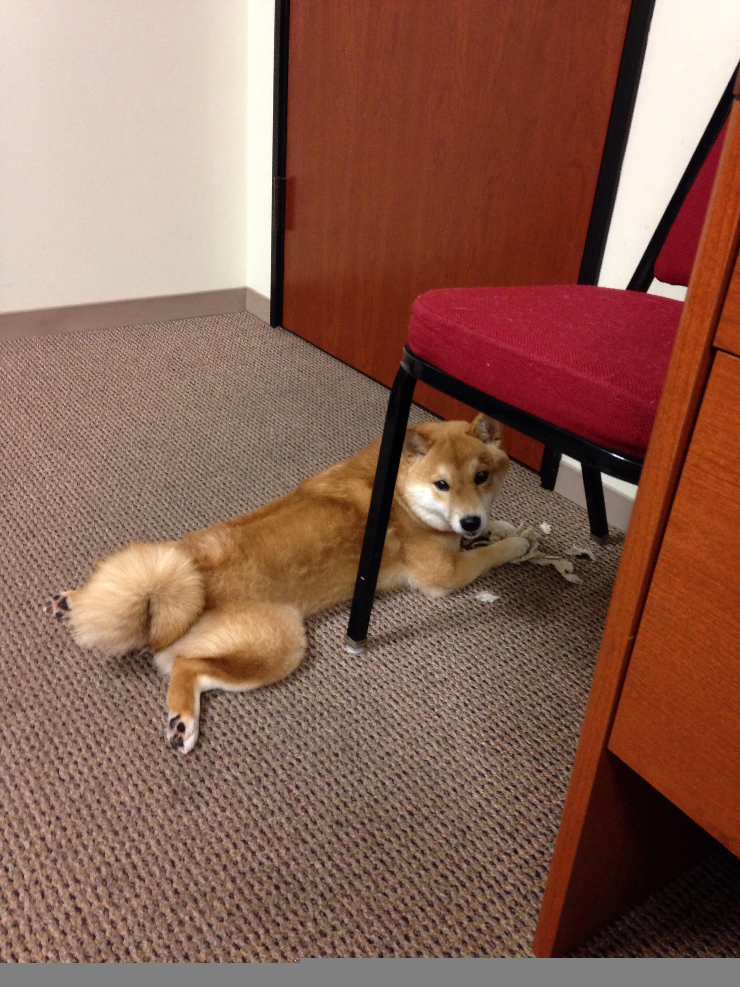 自由泳个人赛吉尔吉斯斯坦新星异军突起,自由泳国际比赛视频