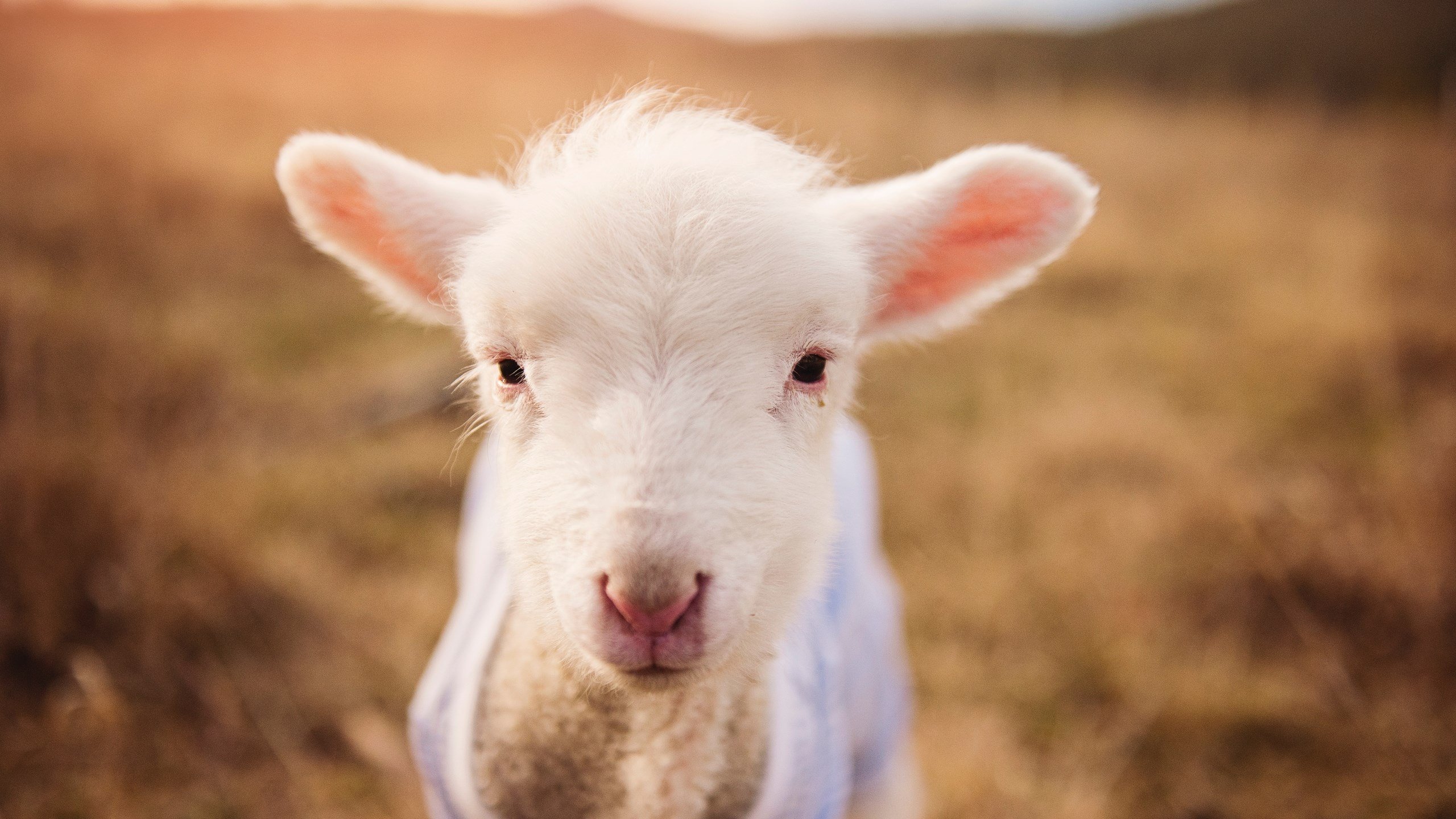 九游jiuyou-英超冲刺无限：悬念、精彩持续升温！，英超 满场